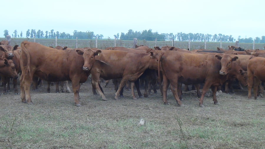 Lote SAENZ VALIENTE, BULLRICH Y Cia. S.A.