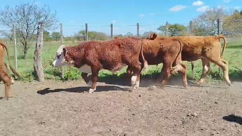 Lote 65 Terneros