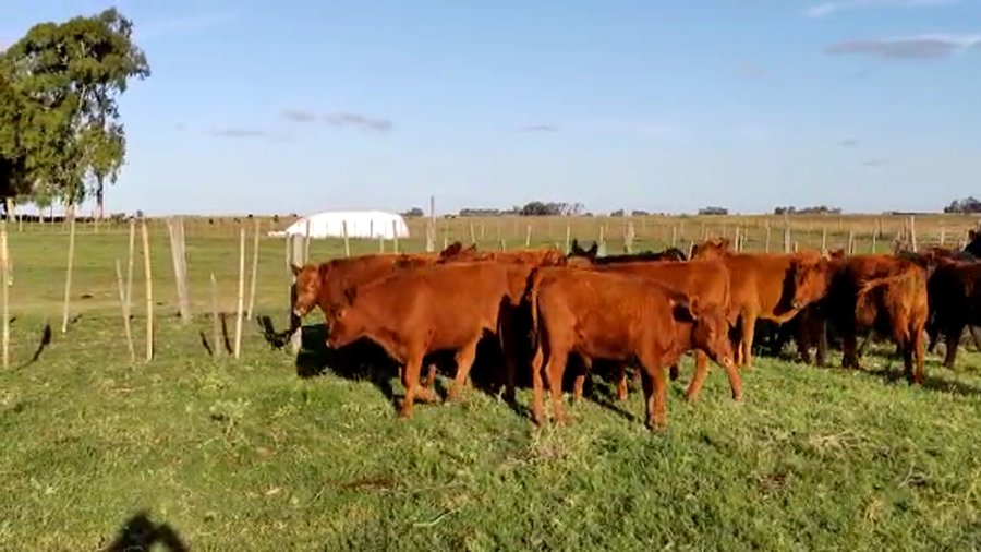 Lote 25 Terneros/as en Gral. Lamadrid, Buenos Aires
