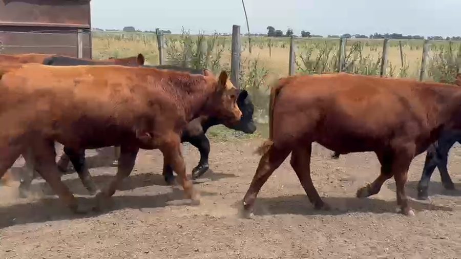 Lote 12 Novillitos en Benito Juarez