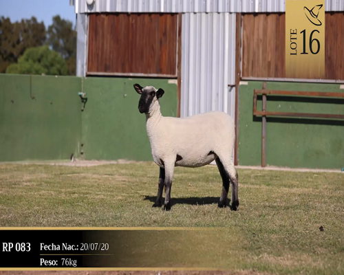 Lote Borregas a remate en Cabaña Las Brujas, San José