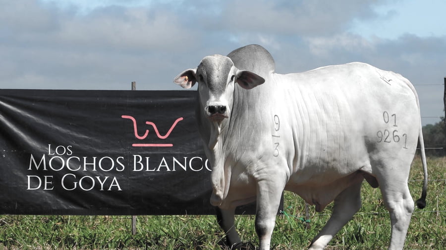 Lote LOTE 3