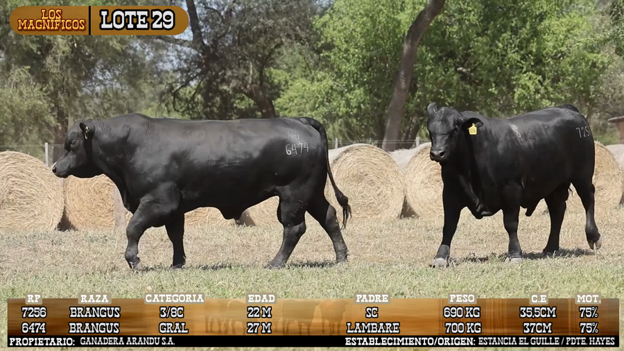 Lote LOTE 29 - VIVO