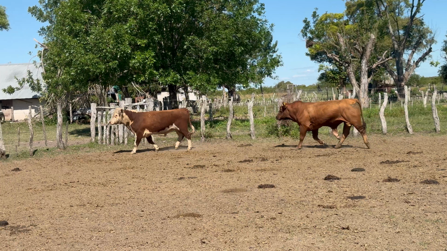 Lote 2 Toros de invernar en Corrientes, Curuzú-Cuatiá