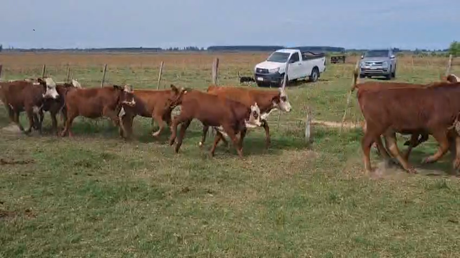 Lote 130 Terneras en Corrientes, San Roque