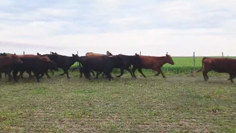 Lote 38 Vaquillonas C/ servicio