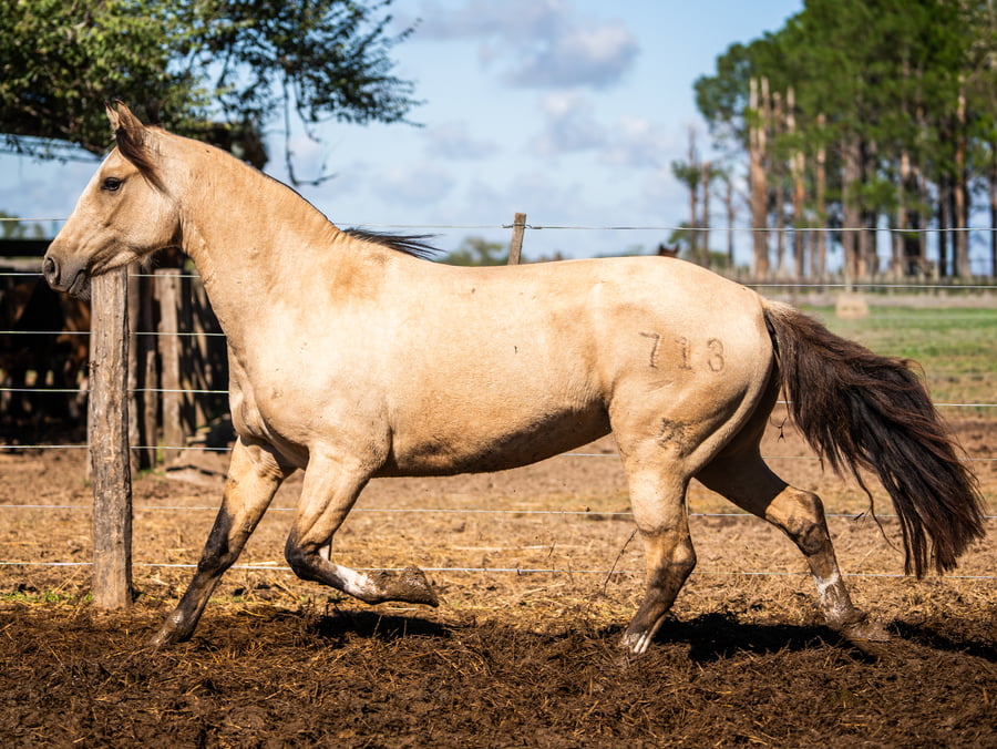 Lote TRES AR DESCUBRIDORA