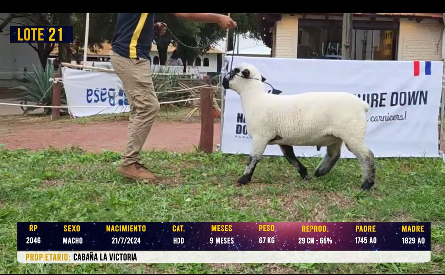Lote LOTE 21