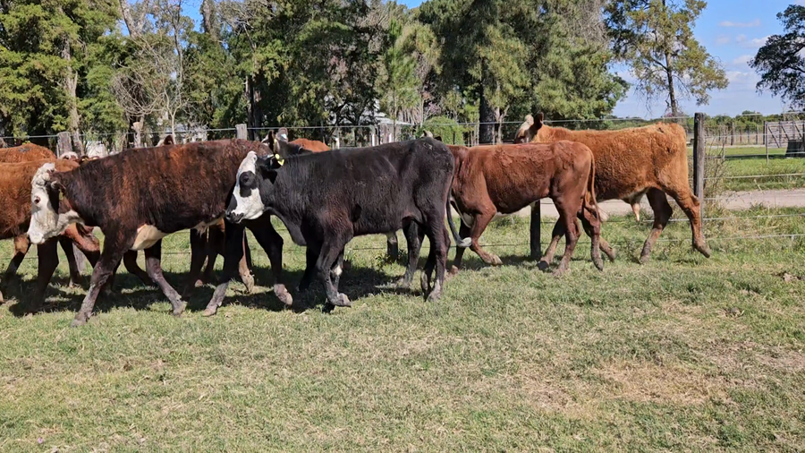 Lote 31 Novillitos