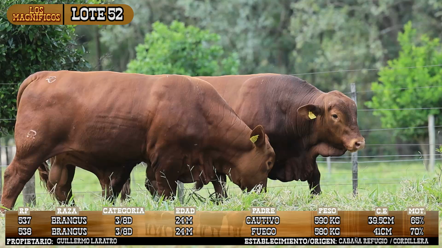Lote LOTE 52 - VIVO
