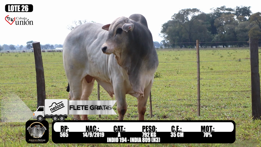 Lote LOTE  26 RP 565