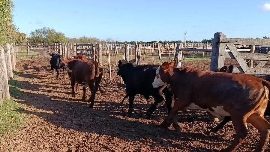 Lote 45 Novillitos y vaquillonas Braford gordos de Feed lot en Cululú, Santa Fe