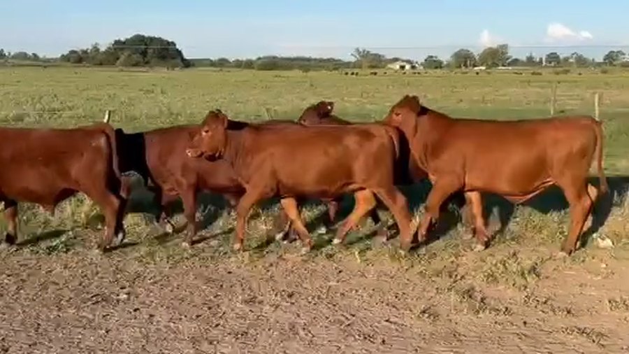 Lote 79 Terneros/as en Entre Ríos, Gualeguaychú