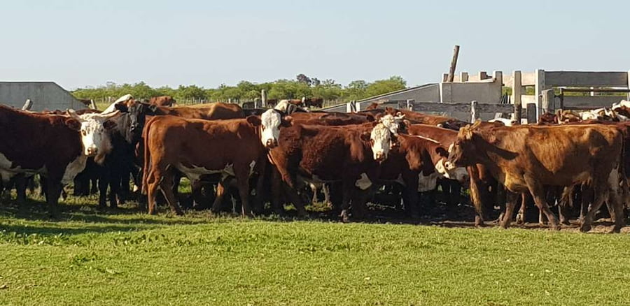 Lote 110 Novillos en Esquina, Corrientes