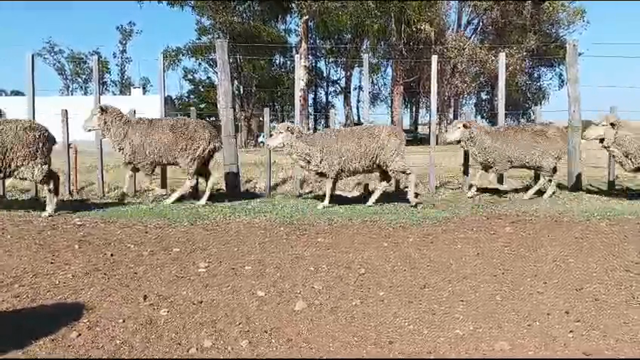 Lote Ovejas MO