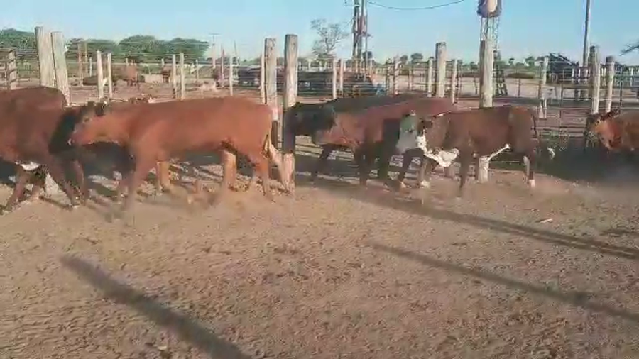 Lote 70 Terneras en Tintina, Santiago del Estero