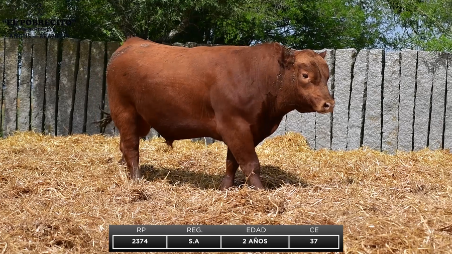 Lote ABERDEEN ANGUS S.A.