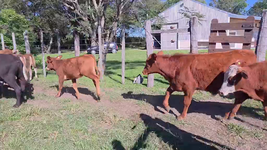 Lote 130 Terneros/as en Corrientes, San Cosme