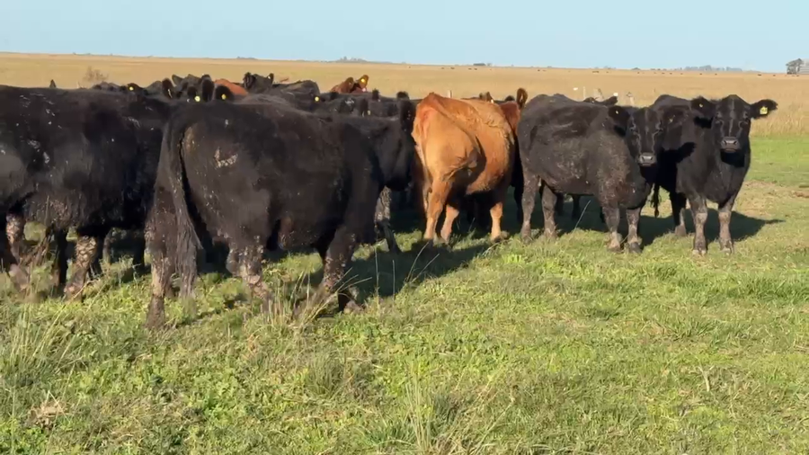 Lote 29 Vaquillonas C/ gtia de preñez