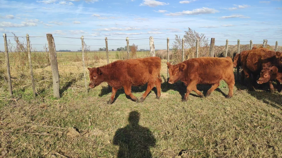 Lote 35 Terneros en Lezama, Buenos Aires