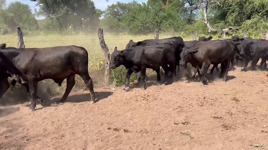 Lote 82 Novillitos en Juan José Castelli, Chaco