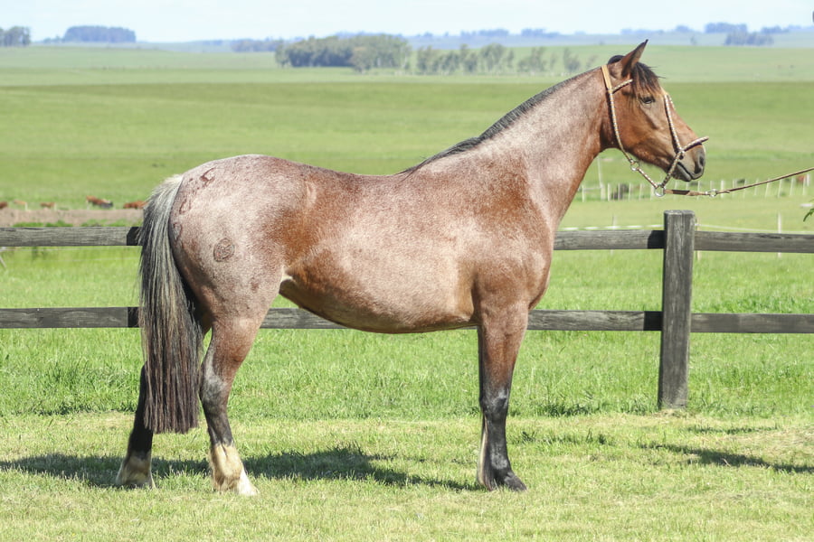 Lote DIABLA DE LOS CARDOS