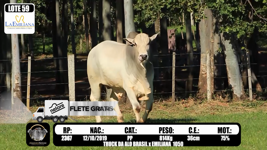 Lote LOTE 59  RP  K2367