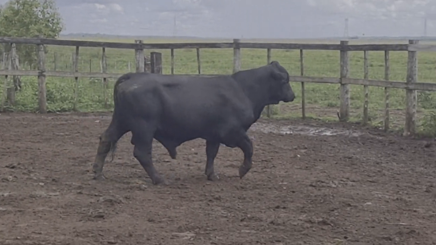 Lote Toros T. Brangus  a remate en Remate de Reproductores, Asunción