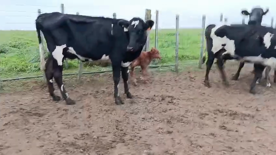 Lote 3 Vaquillonas  a remate en Pantalla Especial de Otoño, San José