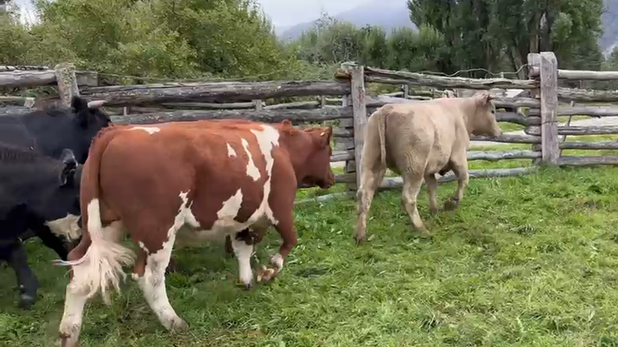 Lote 52 Novillo Engorda en Río Ibáñez, XI Región Aysén