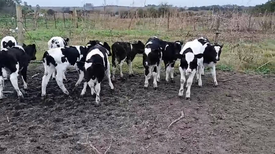 Lote 11 Terneros a remate en Pantalla Especial de Otoño 90kg - , San José