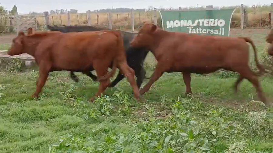 Lote 50 Novillitos EN HUANGUELEN