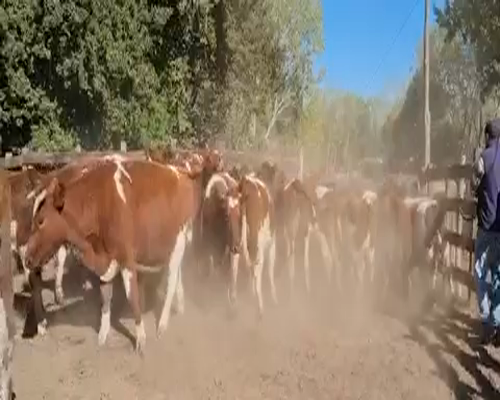 Lote 32 Vaquilla Preñada en Quillón, XVI Región Ñuble