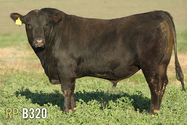 Lote 3 TOROS PUROS DE PEDIGREE