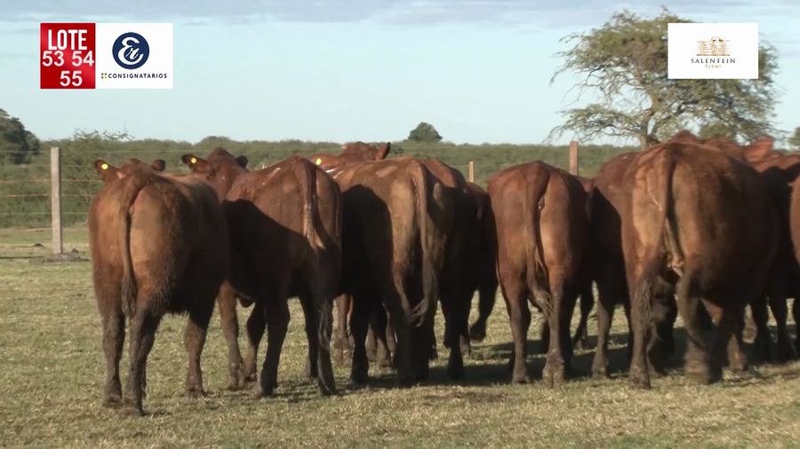 Lote Vaquillas Braford Generales-Preñadas IATF (17-12-2021) y Servicio Colectivo (27/12/21 al 05/02/22)