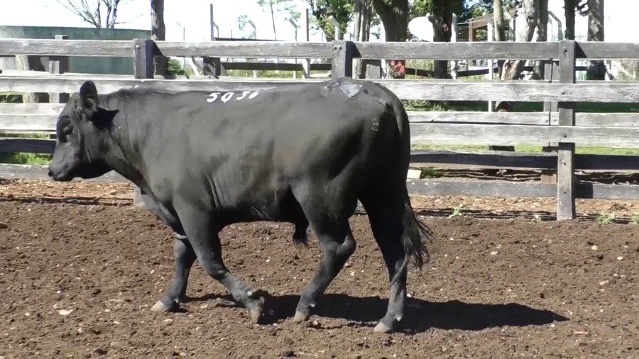 Lote Toro 2 años