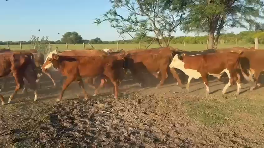 Lote 70 Terneros