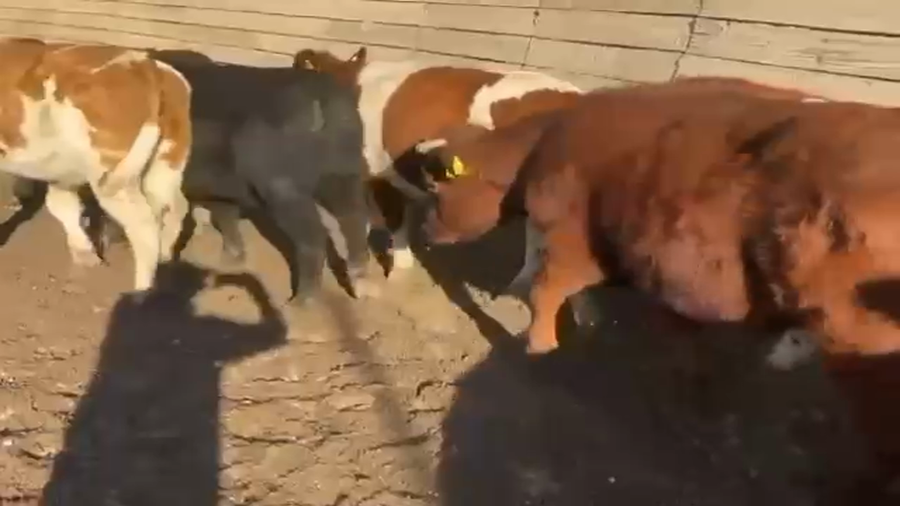 Lote 23 Novillo Engorda en Pirque, Región Metropolitana