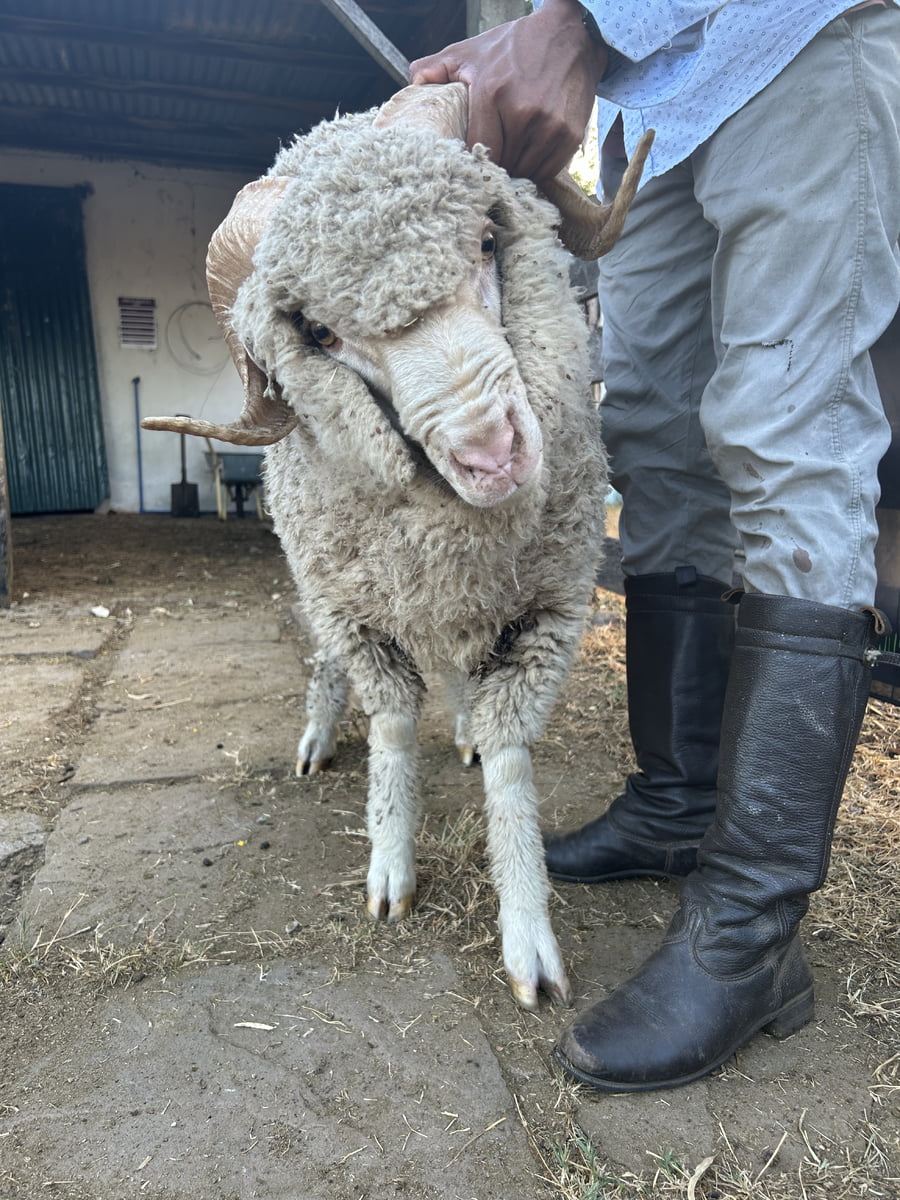 Lote Borrego 2D (MO: Si)