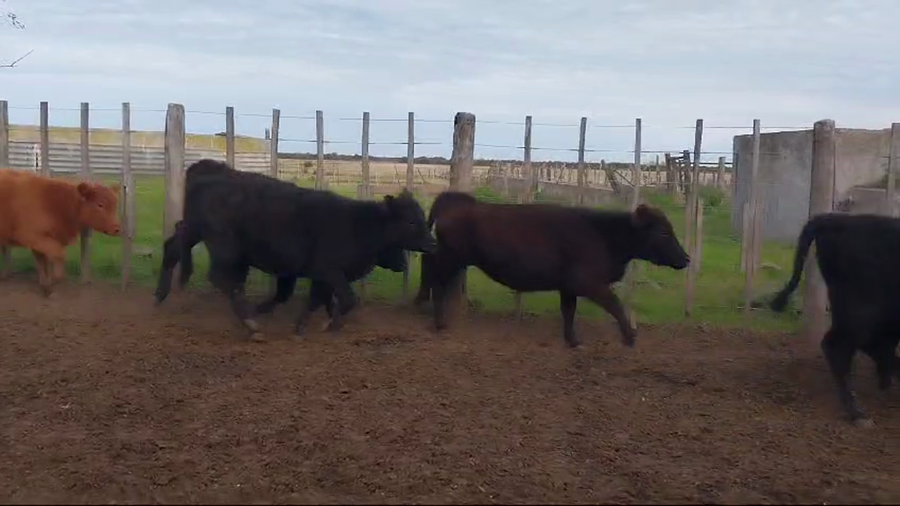 Lote 110 Terneras en Gualeguay, Entre Ríos
