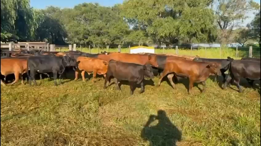 Lote 90 Terneros/as a término