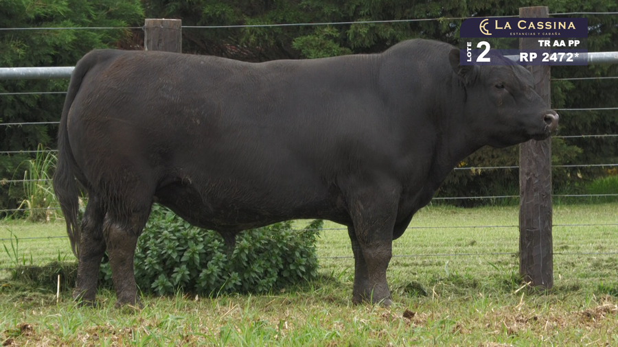Lote TORO ABERDEEN ANGUS PURO PEDIGREE