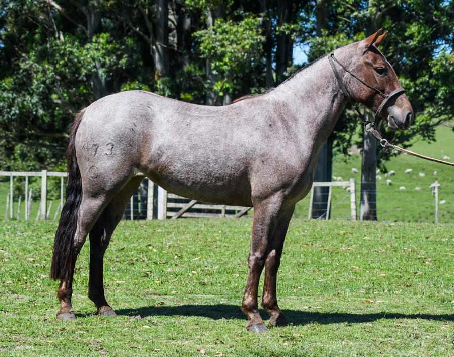 Lote Primera Dama La Calavera