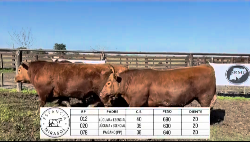 Lote TOROS ABERDEEN ANGUS "MIRASOL"