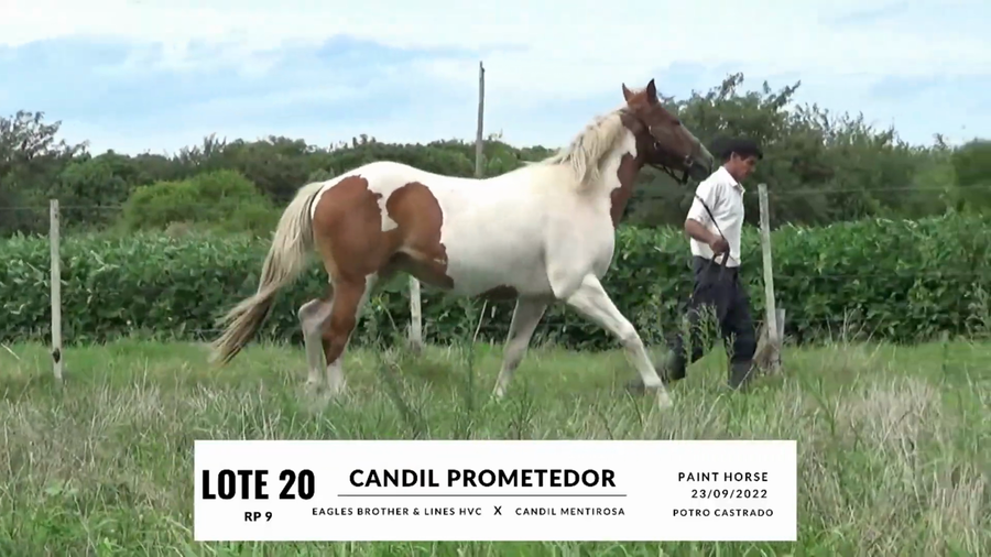 Lote CANDIL PROMETEDOR