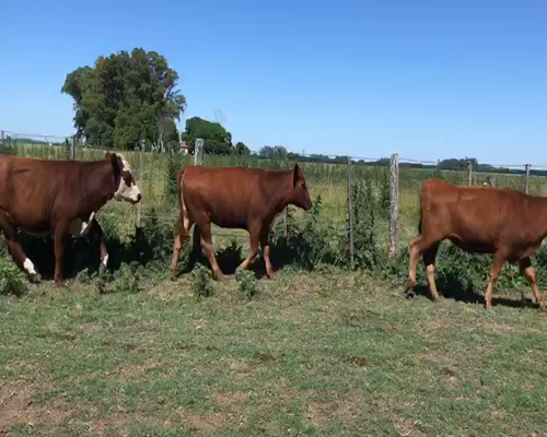 Lote Eleccion de 1 o 2 Jaulas de Vaquillonas Angus Definidas C/ Servicio de 24 Meses sobre un rodeo de 203 Vaquillonas , A Termino, en Lujan, PBA.-