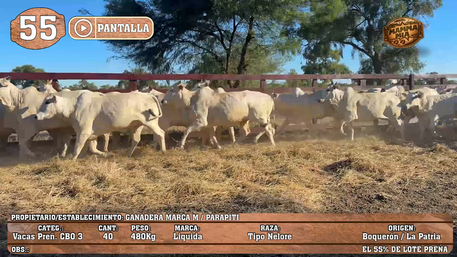 Lote LOTE 55 - POR PANTALLA