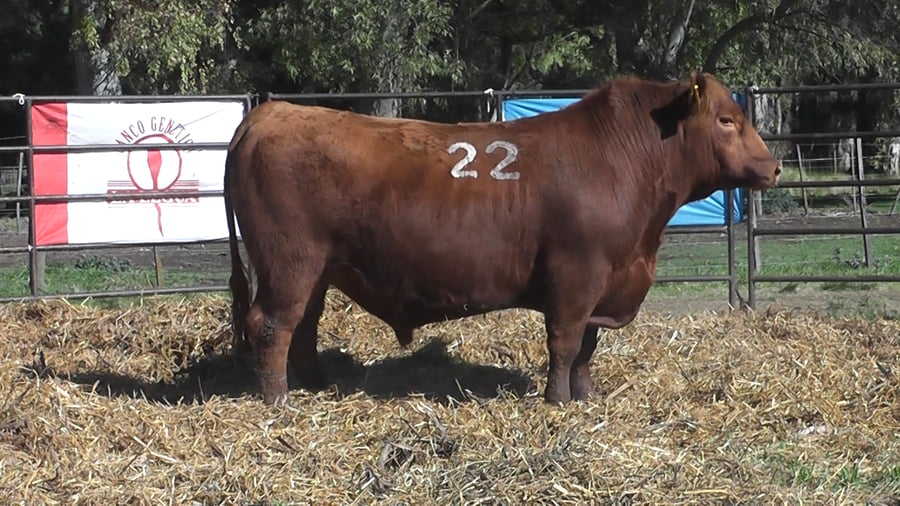 Lote ANGUS PURO CONTROLADO