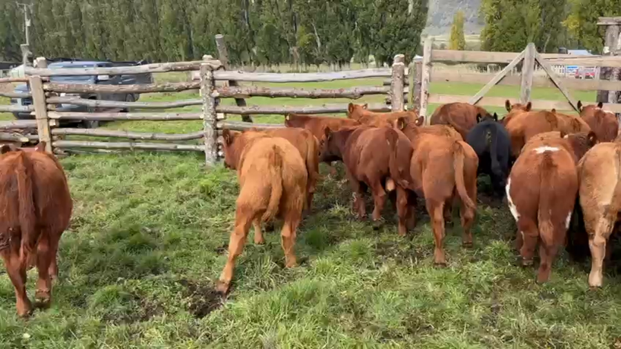 Lote 25 Ternero en Coyhaique, XI Región Aysén