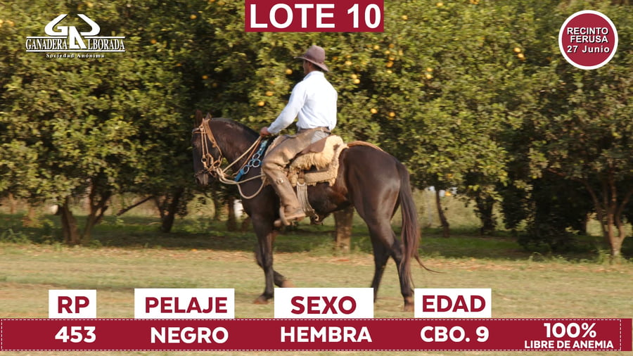 Lote Reproductores de Alborada - Lote 10